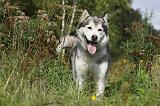 ALASKAN MALAMUTE 427